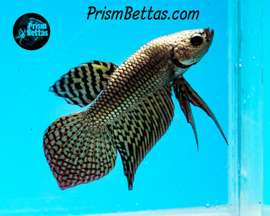Copper Alien Male Bred by Frank's Bettas