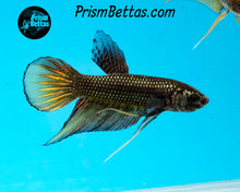 Load image into Gallery viewer, Yellow Copper Imbellis Hybris Male Bred by Frank&#39;s Bettas