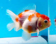 Load image into Gallery viewer, Red and White Godzilla Oranda (3.75 inches) Imported from Thailand