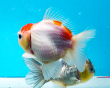 Load image into Gallery viewer, Red and White Godzilla Oranda (3.75 inches) Imported from Thailand