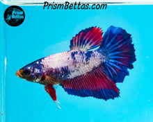 Load image into Gallery viewer, Marble Halfmoon Female