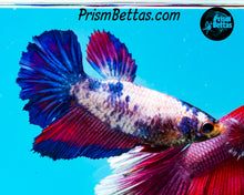 Load image into Gallery viewer, Marble Halfmoon Female