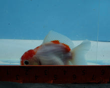 Load image into Gallery viewer, Red and White Godzilla Oranda (3.75 inches) Imported from Thailand