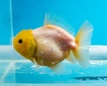 Load image into Gallery viewer, White Godzilla Oranda (3.5 inches) Imported from Thailand