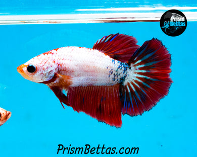 Marble Halfmoon Female