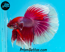 Load image into Gallery viewer, Purple Salamander Halfmoon Male
