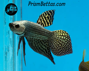 Copper Alien Male Bred by Frank's Bettas