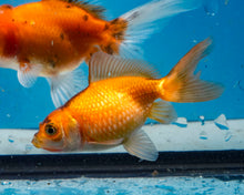 Load image into Gallery viewer, Apache Pearlscale (2-2.75 inches) 2/$35