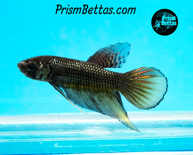 Yellow Copper Imbellis Hybris Male Bred by Frank's Bettas