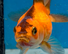 Load image into Gallery viewer, Apache Pearlscale (2-2.75 inches) 2/$35