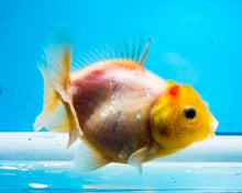Load image into Gallery viewer, White Godzilla Oranda (3.5 inches) Imported from Thailand