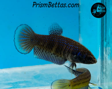 Mustard Gas Imbellis Hybrid Female Bred by Frank's Bettas