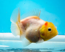 Load image into Gallery viewer, White Godzilla Oranda (3.5 inches) Imported from Thailand