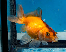 Load image into Gallery viewer, Apache Pearlscale (2-2.75 inches) 2/$35