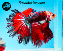 Load image into Gallery viewer, Marble Halfmoon Male