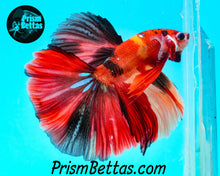 Load image into Gallery viewer, Candy Koi Halfmoon Male