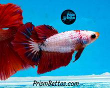 Load image into Gallery viewer, Marble Halfmoon Female
