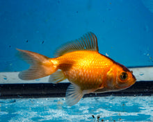 Load image into Gallery viewer, Apache Pearlscale (2-2.75 inches) 2/$35