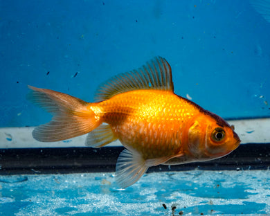 Apache Pearlscale (2-2.75 inches) 2/$35