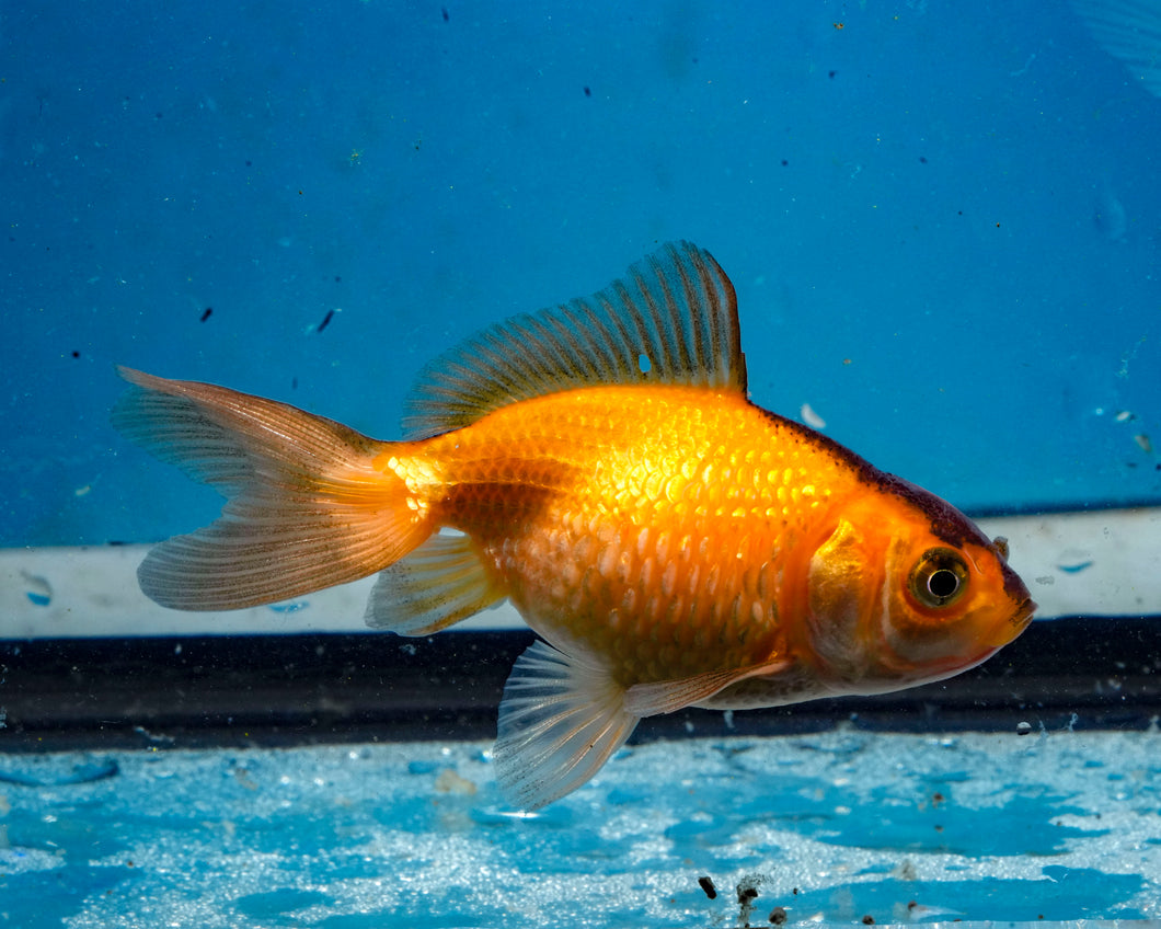 Apache Pearlscale (2-2.75 inches) 2/$35