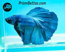 Load image into Gallery viewer, Turquoise Halfmoon Male