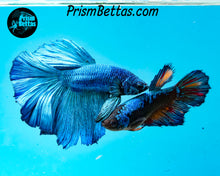 Load image into Gallery viewer, Turquoise Halfmoon Male