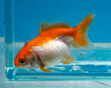 Load image into Gallery viewer, Orange and White Pearlscale (2-2.75 inches) 2/$35