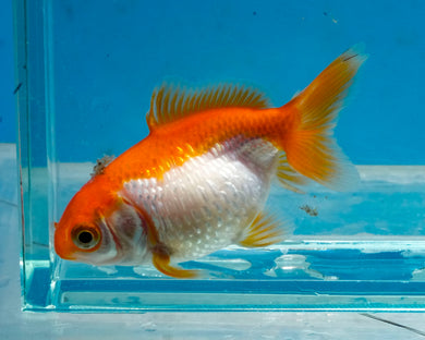 Orange and White Pearlscale (2-2.75 inches) 2/$35