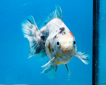 Load image into Gallery viewer, Calico Ryukin Male (4.5 inches) Imported from Thailand