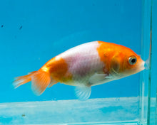 Load image into Gallery viewer, Orange and White Ranchu (2-2.75 inches) 2/$35