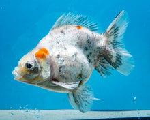 Load image into Gallery viewer, Calico Ryukin Male (4.5 inches) Imported from Thailand