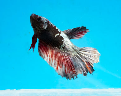 Copper Blacklight Halfmoon Female