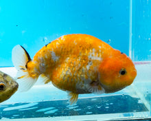 Load image into Gallery viewer, Tricolor Ranchu (4 inches) Imported from Thailand