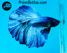 Load image into Gallery viewer, Turquoise Halfmoon Male
