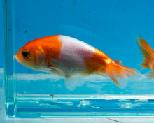 Load image into Gallery viewer, Orange and White Ranchu (2-2.75 inches) 2/$35