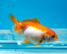 Load image into Gallery viewer, Orange and White Pearlscale (2-2.75 inches) 2/$35