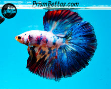 Load image into Gallery viewer, Rainbow Marble Halfmoon Male