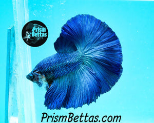 Turquoise Halfmoon Male