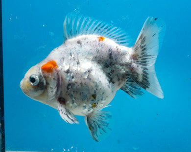 Calico Ryukin Male (4.5 inches) Imported from Thailand