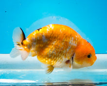 Load image into Gallery viewer, Tricolor Ranchu (4 inches) Imported from Thailand