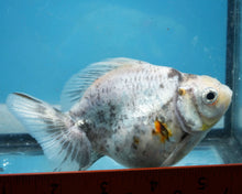 Load image into Gallery viewer, Calico Ryukin Male (4.5 inches) Imported from Thailand