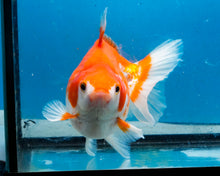 Load image into Gallery viewer, Orange and White Ryukin Male (5.5 inches) Imported from Thailand