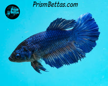 Load image into Gallery viewer, Blue Halfmoon Female