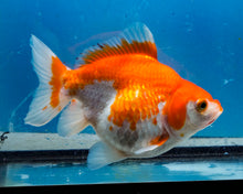 Load image into Gallery viewer, Orange and White Ryukin Male (5.5 inches) Imported from Thailand