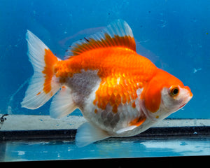 Orange and White Ryukin Male (5.5 inches) Imported from Thailand