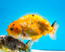 Load image into Gallery viewer, Tricolor Ranchu (4 inches) Imported from Thailand