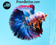 Load image into Gallery viewer, Rainbow Marble Halfmoon Male