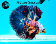 Load image into Gallery viewer, Rainbow Marble Halfmoon Male