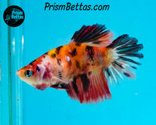Load image into Gallery viewer, Candy Koi Halfmoon Female