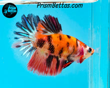 Load image into Gallery viewer, Candy Koi Halfmoon Female
